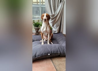 Moka Posavski Gonic Mischling Jagdhund Hündin sucht Zuhause für immer