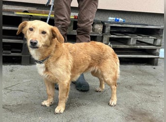 Cindy, geboren 01.01.2023, 40cm sucht ihr Körbchen