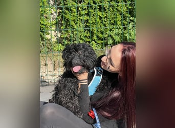 Charlie - unser liebenswerter Wuschel