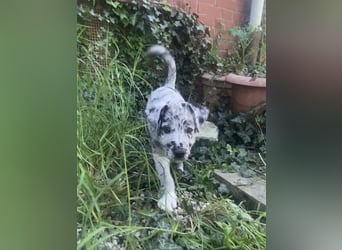 Süße Border Collie -Mudi mix Welpen