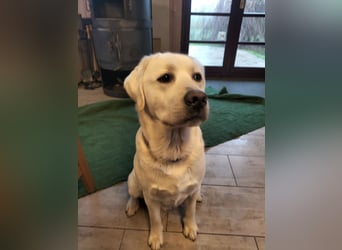 Labrador Retriever mit Ahnenpass,USA Linie.Hausaufzucht