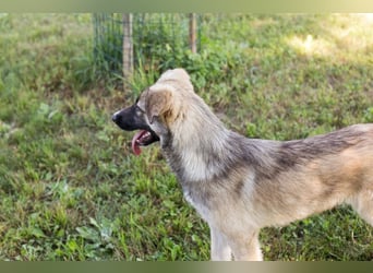 Akido – Sportskanone sucht Zuhause