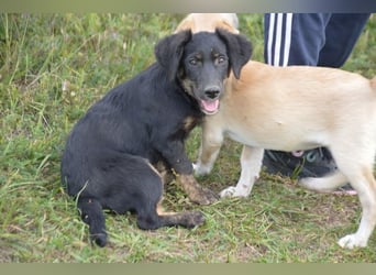 Fusko der freundliche Dackelmix