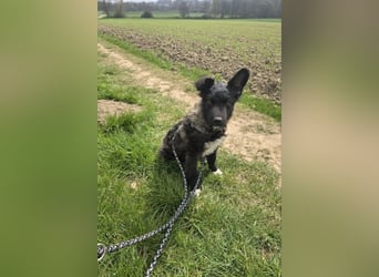 Laroche - Dein neuer bester Hundekumpel (32051 Herford)