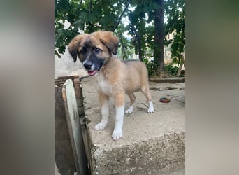Choco sucht seine Familie