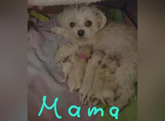 Maltipoo Welpen Rüde