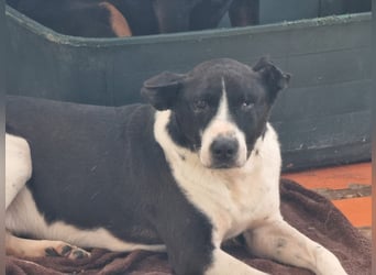Lebensfreude pur trotz Handicap: Jack!