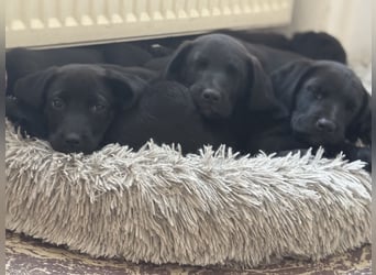 8 Labrador Retriever Rhodesian Ridgeback Welpen in Sonderfarbe seal