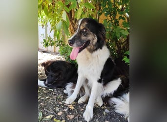Border Collie Mischling „Oskar“, ca. 07.2024 geboren, sucht Zuhause, gut verträglich