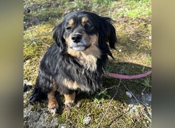 Jopi eine kleine Lady