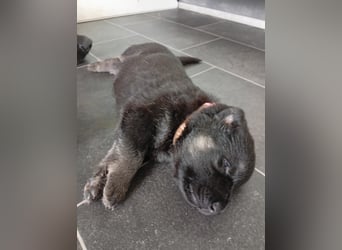 Osteuropäische Schäferhund Welpen