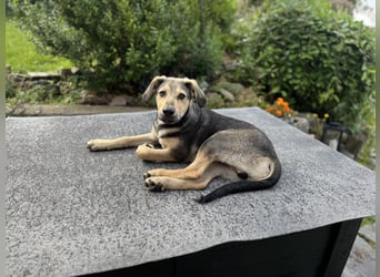 Don, Herzensbrecher sucht sein Zuhause, PS in 94078 Freyung