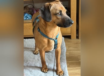 Tena eine kleine Traumhündin
