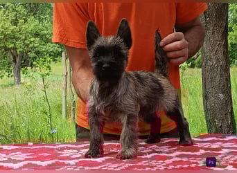 Cairn terrier puppies
