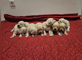 Reinrassige Golden Retriever Welpen