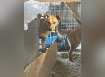 HOPE, Hündin, 2 Jahre, 55 cm, Mischling, Tierschutz