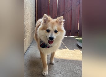 Wanda SR – Kleine Spitz-Prinzessin sucht liebevolles Zuhause