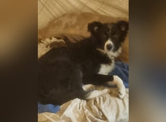 Wunderschöne Border Collie