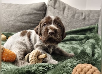 Griffon Korthals Vorstehhund Jagdhund