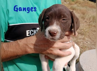 Ganges geb. 03/2025 (ESP) - zuckersüßer Labrador-Mix Welpe!