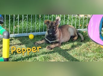 Reinrassige Schäferhund Welpen mit SV Papieren