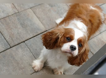 Wunderschöne Cavapoo Welpen F1 (Toypudel/Zwergpudel + Cavalier King Charles Spaniel) mit Ahnentafel