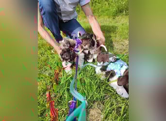 American Zwergschnauzer Braun weiß geb 05.04.2025