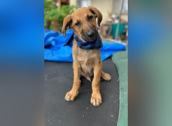 KOREL - bezauberndes Hundekind auf Familiensuche!