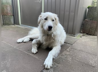 Alain: unkomplizierter Familienhund