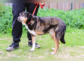 Estrelinha  - Mix Schäferhund / Labrador, lieb und verträglich