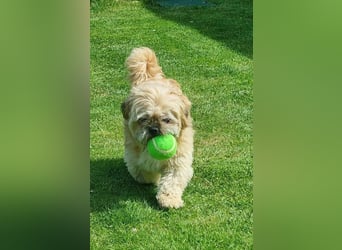 Shih Tzu Fan`s aufgepasst: der katzenverträgliche LEO wartet in Kamp-Lintfort auf DICH!  MIT VIDEO!