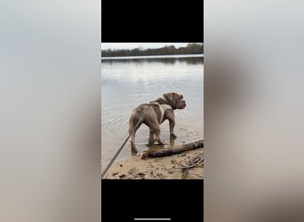 Exotic Bully Bulldog OEB Welpen Bulldogge