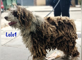 Lolo1 02/2019 (ESP) - freundliche, sozialer und sportlicher Spanischer Wasserhund!