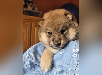 Shiba inu Welpen.   vom Haus Joe   ,Liebhaberzucht