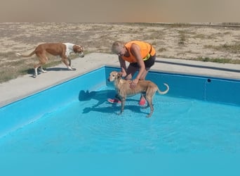 LOGAN-liebevoler,  freundlicher, menschenbezogener, traumhafter Familienhund sucht schönes  Zuhause