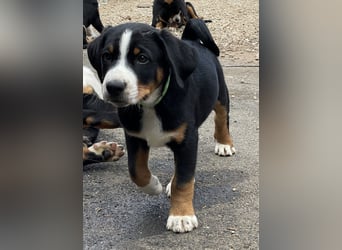 Appenzeller Sennenhund Welpe Rüde reinrassig sucht ein liebevolles Zuhause
