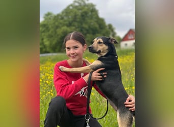 Liebe, ruhige, soziale Hündin in handlicher Größe sucht Zuhause