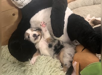 Mini Australien Shepherd Welpen suchen Traumzuhause