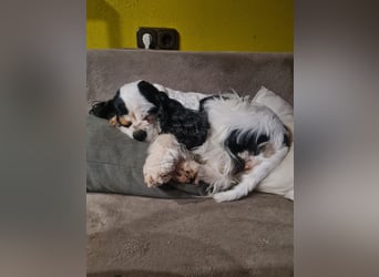 Luna, unsere Cockerhündin, 4 1/2 Jahre alt, sucht liebevolle Familie