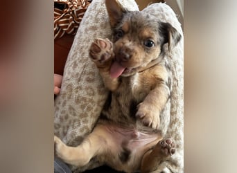 Chihuahua mix Welpen