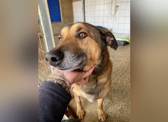RAMBO sucht liebevolles Zuhause