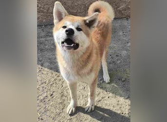 HACHIKO, Rüde, 8 Monate, 55cm, Akita Inu, Tierschutz
