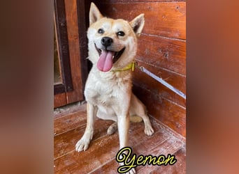 Yemon - Angsthund