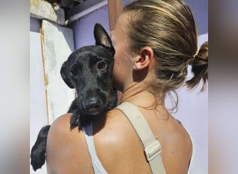 Mizia: zartes, verschmustes Welpenmädchen