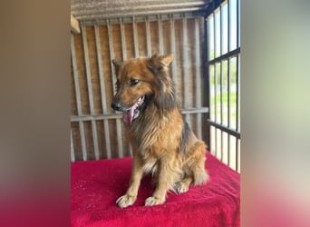Alfi, Schäferhund-Mix, Rüde, geb. 03.08.2023, 46 cm, 14 kg