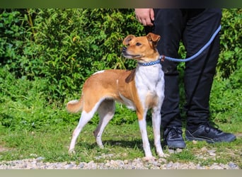 Holly, Mix Chihuahua / Beagle, lieb und verträglich