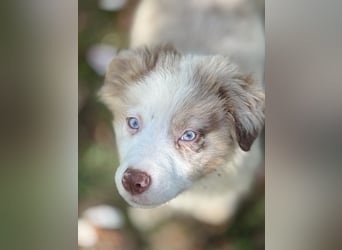 Tolle Australian Shepherd Welpen suchen Ihre Herzenfank