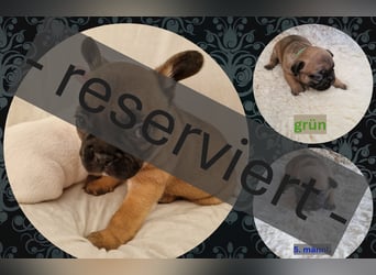 Französische Bulldoggen Welpen