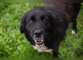 Solon: Tapferer Hundeopa