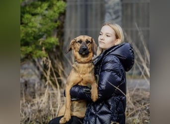 Manja - sanfte Hundeseele sucht liebevolle Familie zum Ankommen!